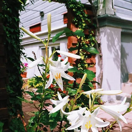 Casa De Vacanta Rodica